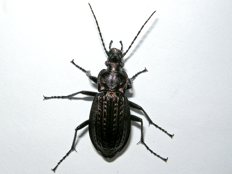 Carabus granulatus